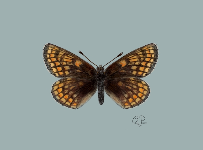 Melitaea asteria