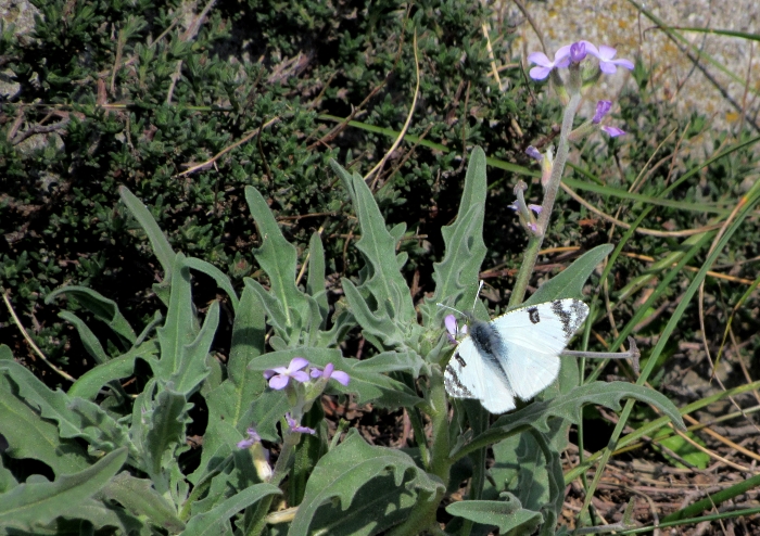 Euchloe belemia