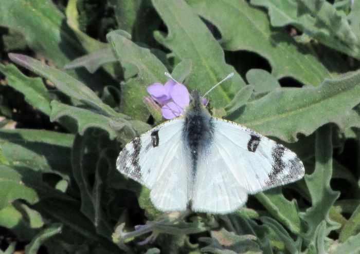Euchloe belemia