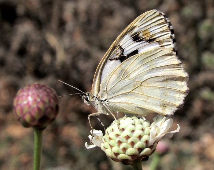 Melanargia lachesis