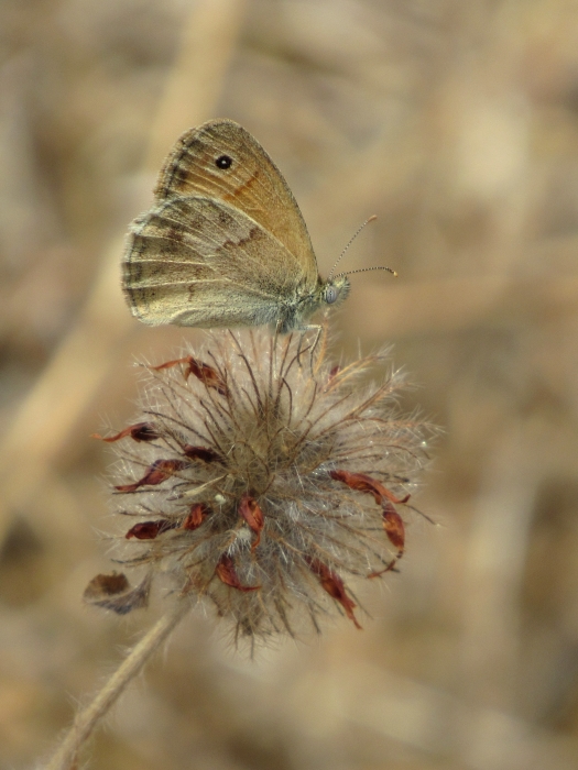 Coenonympha lyllus