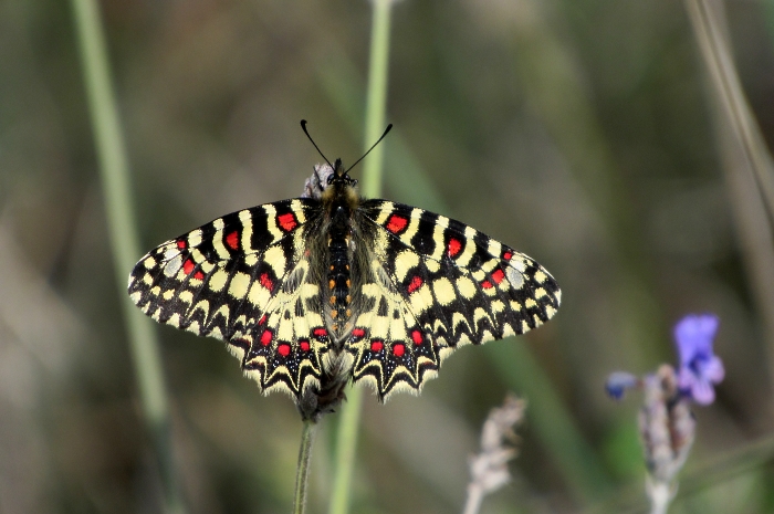 Zerynthia rumina