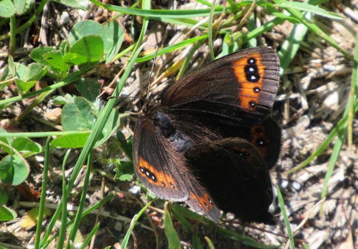 Erebia triaria