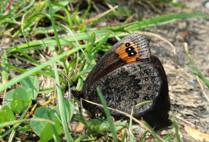 Erebia triaria