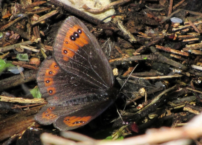 Erebia triaria