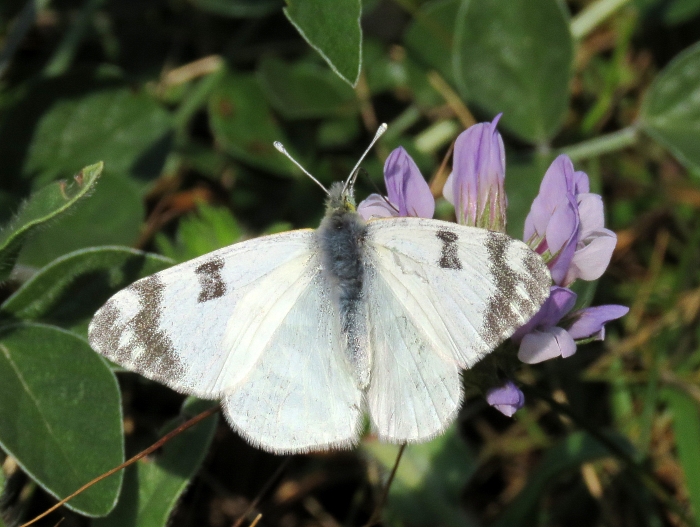 Euchloe belemia