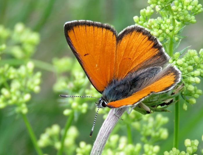 Lycaena hippothoe eurydame