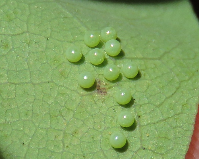 Zerynthia rumina eggs