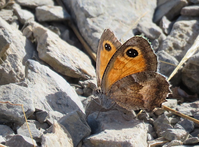 Pyronia cecilia