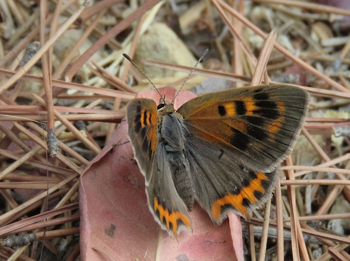 Lycaena phlaeas