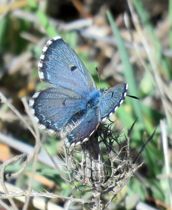 Scolitantides abencerragus
