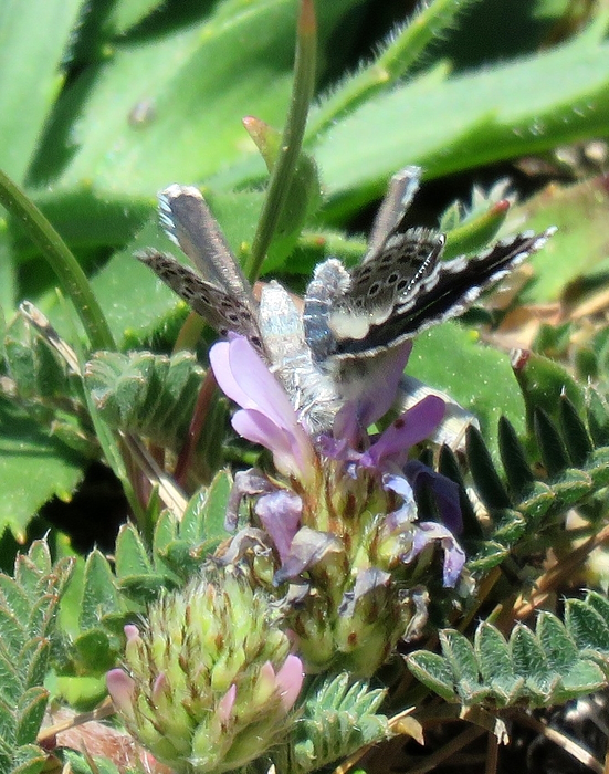 Scolitantides abencerragus
