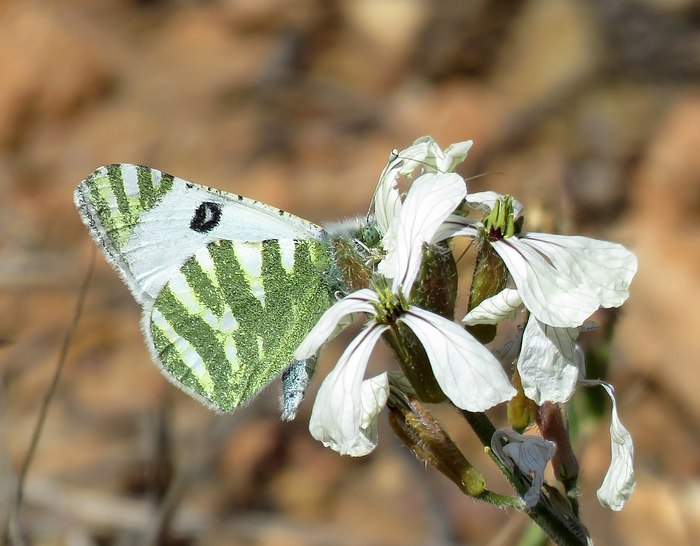 Euchloe belemia