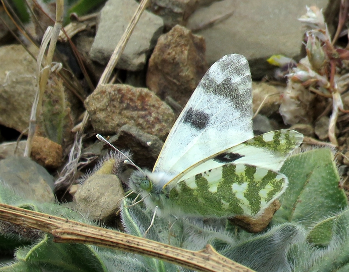 Euchloe belemia