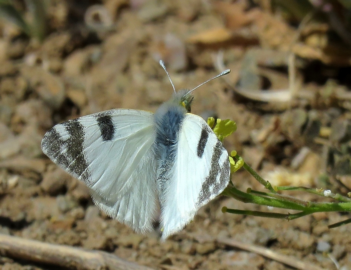 Euchloe belemia