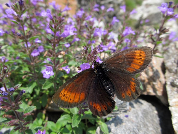 Erebia christi