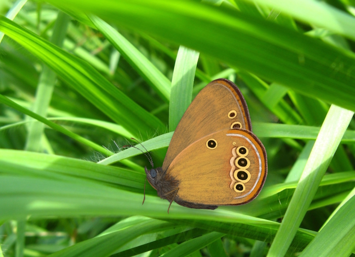 Coenonympha oedippus