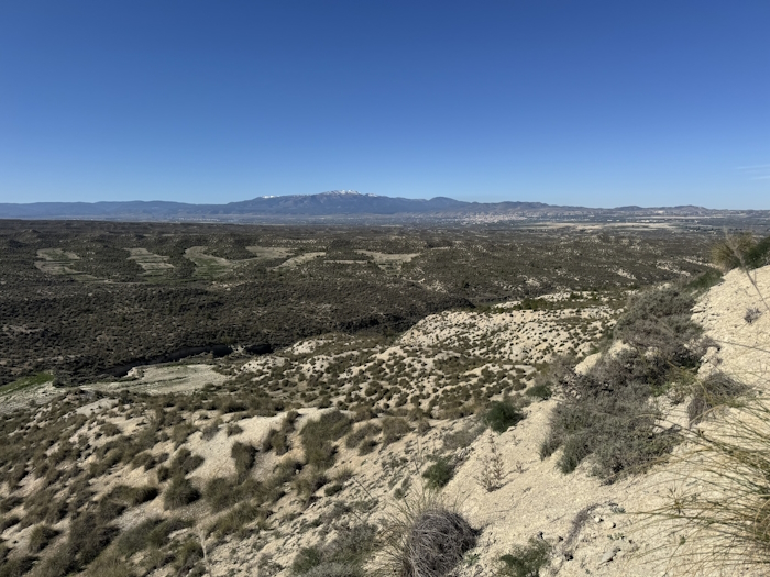 Euchloe bazae habitat