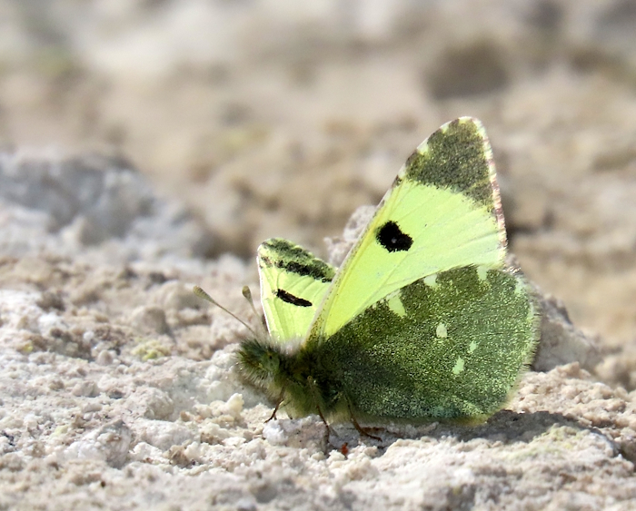 Euchloe bazae