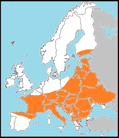 Cupido argiades distribution