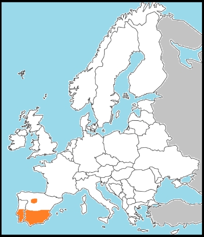 Euchloe belemia distribution