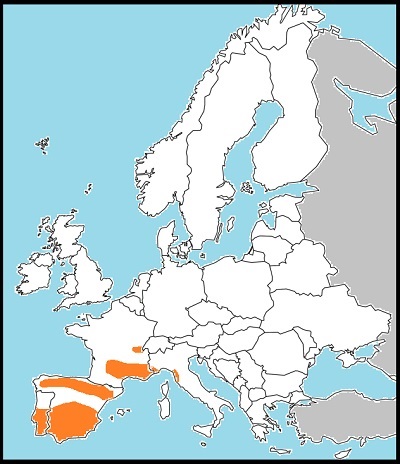 Euchloe tagis distribution