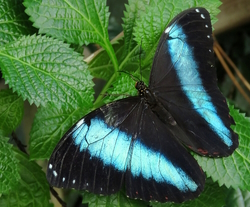 Morpho achilles