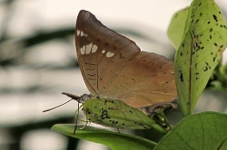 Euthalia aconthea - common baron