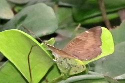 Euthalia aconthea - common baron