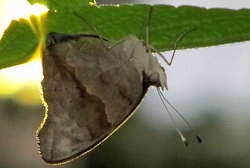 Catonephele acontius