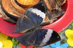 Kallima albofasciata