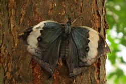 Kallima albofasciata