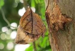 Kallima albofasciata