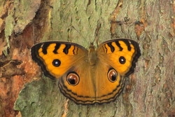 Junonia almana