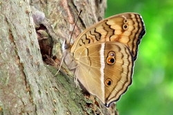 Junonia almana