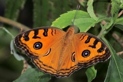Junonia almana