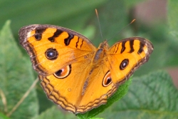Junonia almana