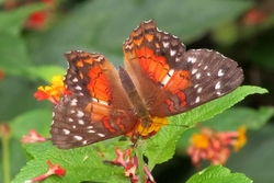 Anartia amathea