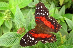Anartia amathea