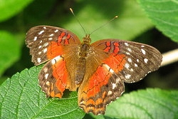 Anartia amathea