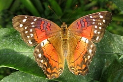 Anartia amathea