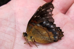 Anartia amathea