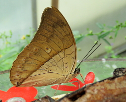 Archaeoprepona amphimachus