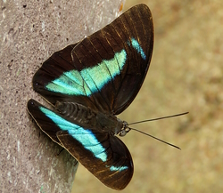 Archeoprepona amphimachus
