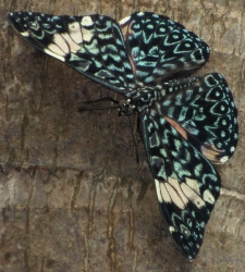 Hamadryas arinome