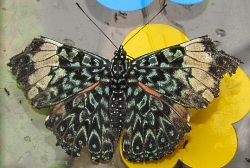 Hamadryas arinome