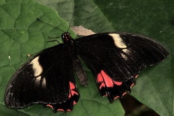 Papilio anchisiades