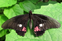 Papilio anchisiades