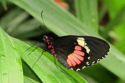 Parides arcas