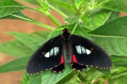 Parides arcas - true cattleheart